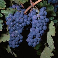 cabernet franc